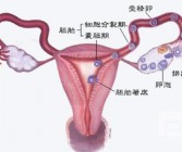 症状：输卵管通而不畅的症状有什么